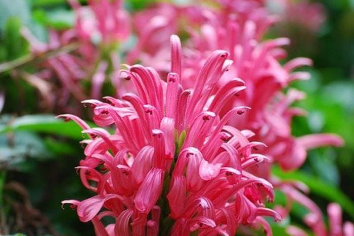 Jakobinia różowawa (Justicia carnea)  - piękna i dekoracyjna roślina