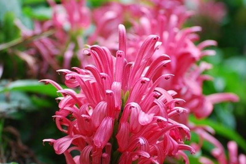 Jakobinia różowawa (Justicia carnea)  - piękna i dekoracyjna roślina
