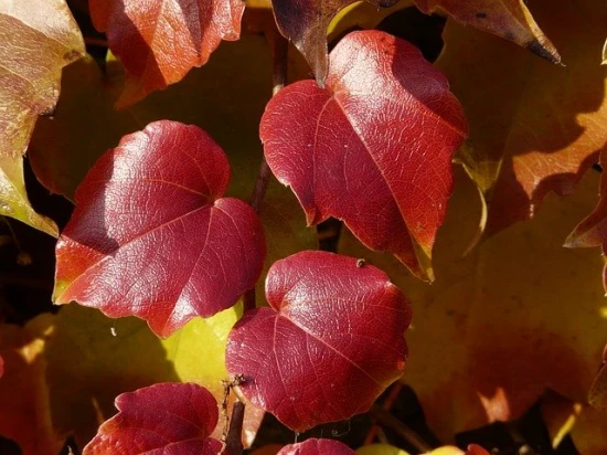 Winorośl Japońska / Vitis Coignetiae – cudowna ozdoba balkonu, tarasu lub ogrodu.