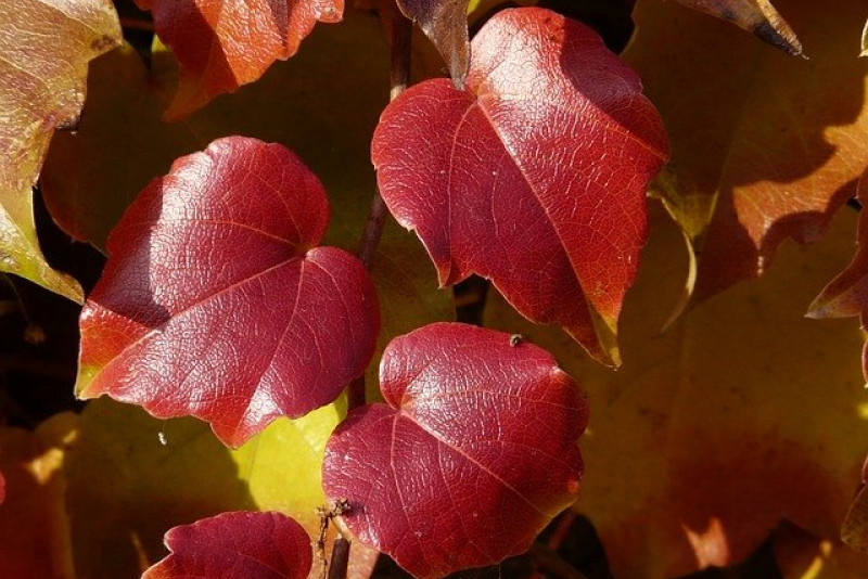 Winorośl Japońska / Vitis Coignetiae – cudowna ozdoba balkonu, tarasu lub ogrodu.