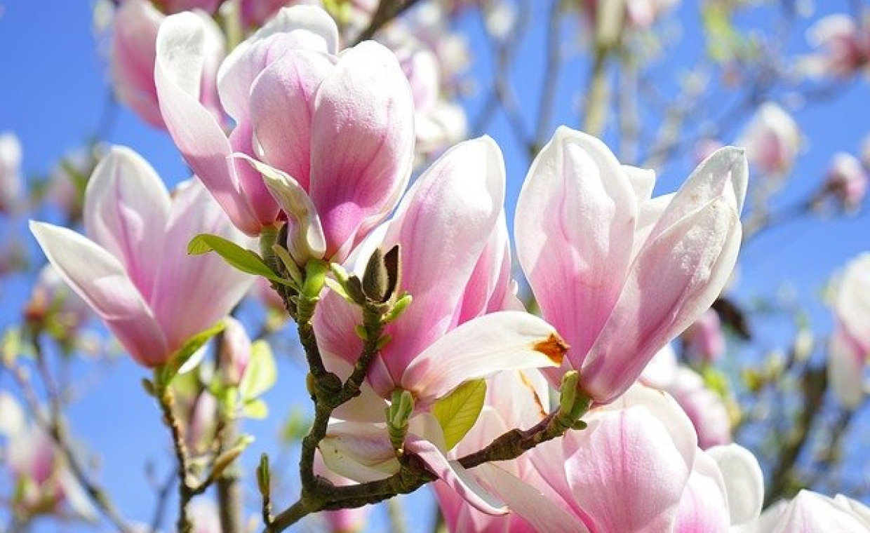 Magnolia Soulange’a / Magnolia Soulangeana – odpowiednia pielęgnacja