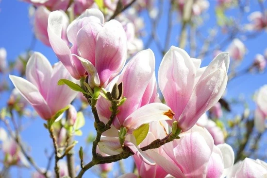 Magnolia Soulange’a / Magnolia Soulangeana – odpowiednia pielęgnacja