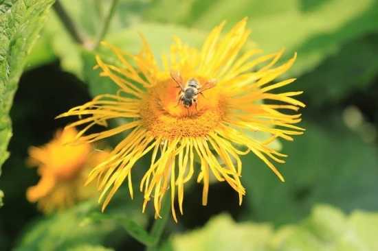 Smotrawa okazała / Telekia speciosa