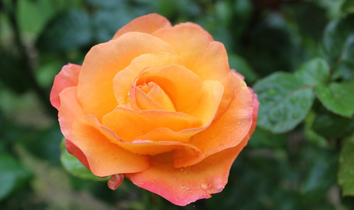 Róża 'Amber Queen'