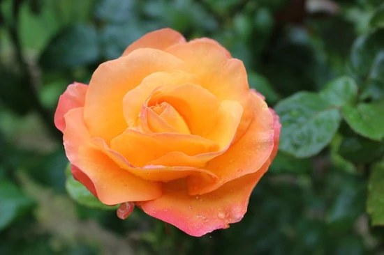 Róża 'Amber Queen'