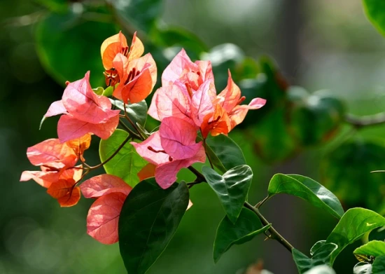 Bugenwila / Bougainvillea - piękna roślina doniczkowa!