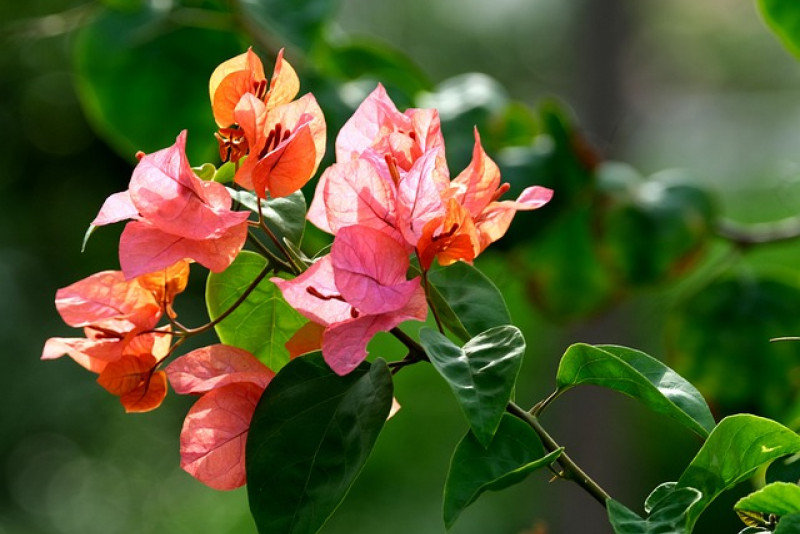 Bugenwila / Bougainvillea - piękna roślina doniczkowa!