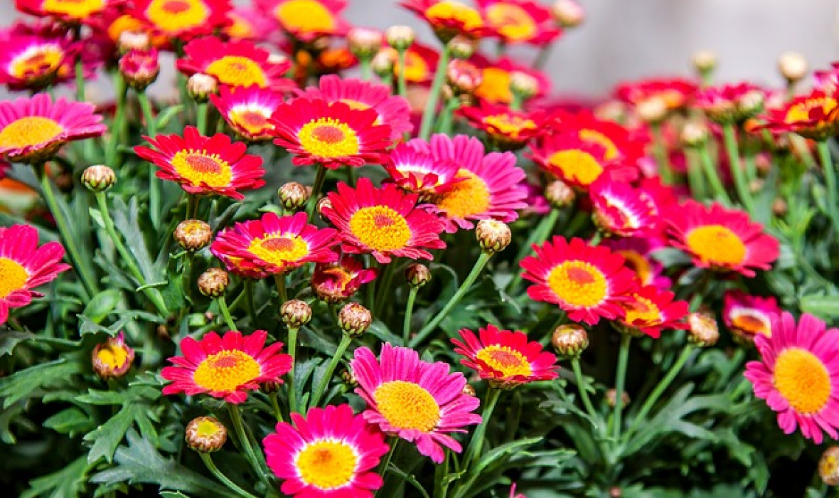 Chryzantema / Chrysanthemum - odpowiednia uprawa w doniczce