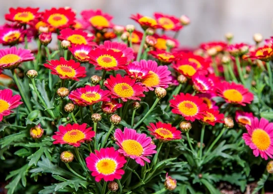 Chryzantema / Chrysanthemum - odpowiednia uprawa w doniczce