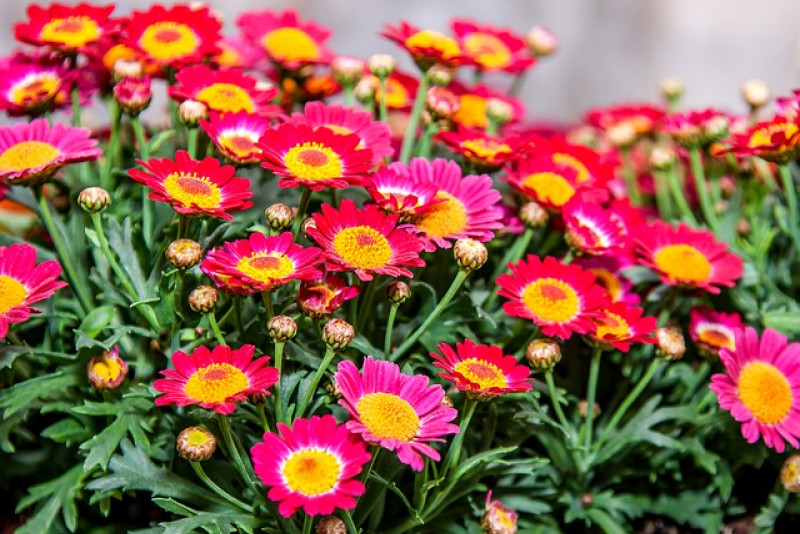 Chryzantema / Chrysanthemum - odpowiednia uprawa w doniczce