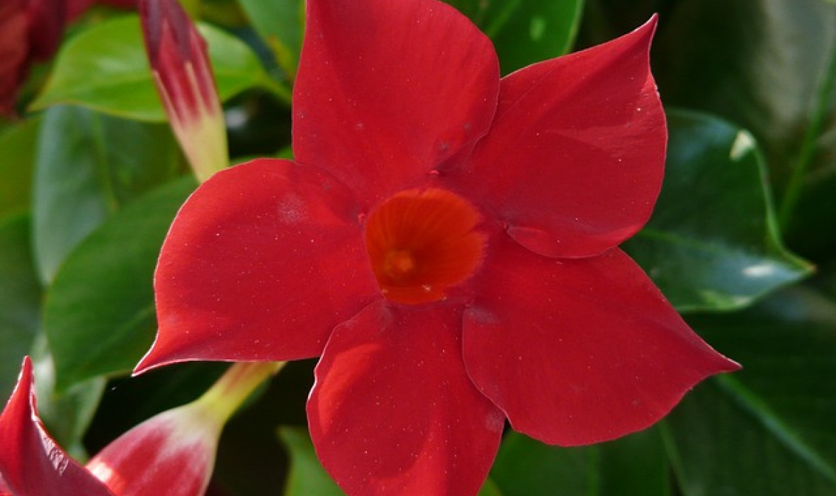 Dipladenia - odpowiednia pielęgnacja