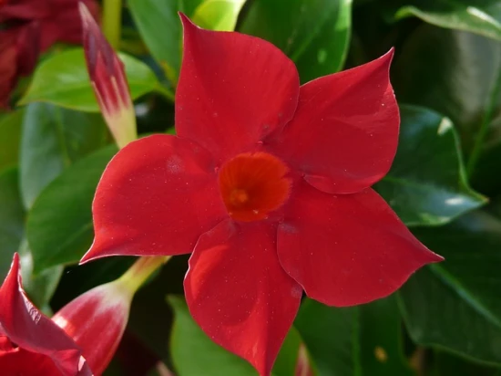 Dipladenia - odpowiednia pielęgnacja