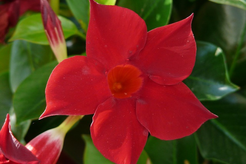 Dipladenia - odpowiednia pielęgnacja