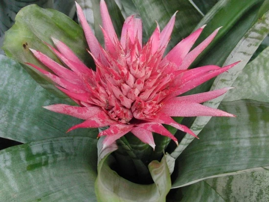 Echmea / Aechmea - odpowiednia pielęgnacja