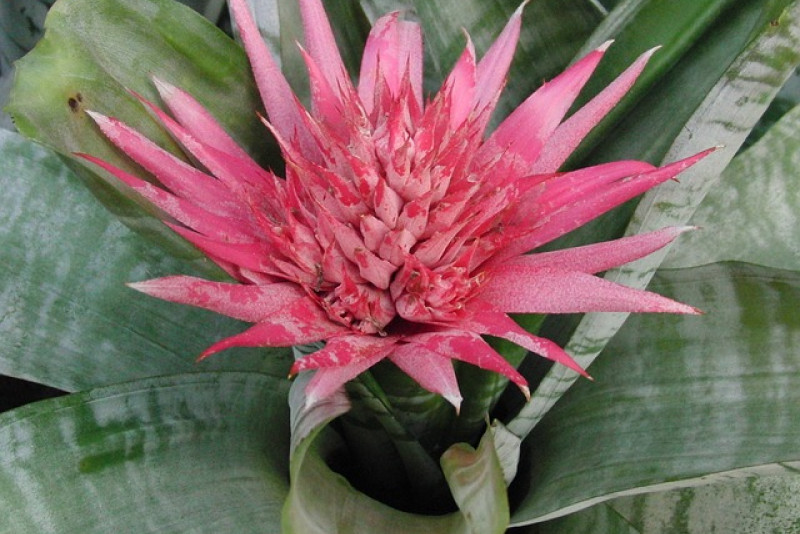 Echmea / Aechmea - odpowiednia pielęgnacja
