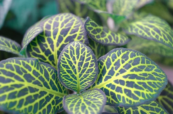Fitonia / Fittonia - odpowiednia pielęgnacja