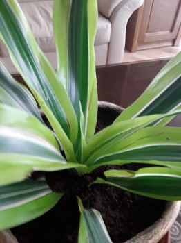 Dracena Lemon Lime - wszystkie informacje i ciekawostki na jej temat!