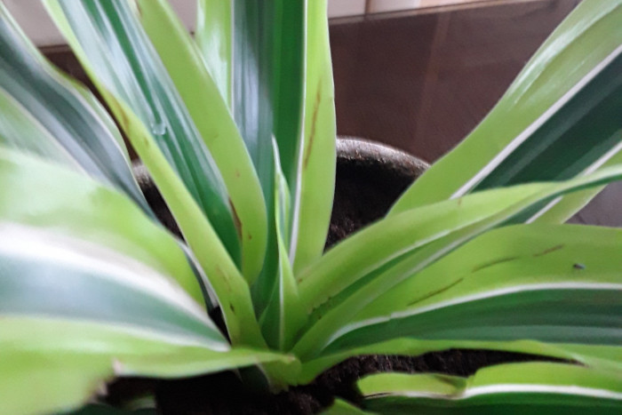 Dracena Lemon Lime - wszystkie informacje i ciekawostki na jej temat!