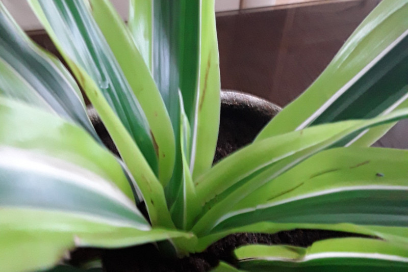 Dracena Lemon Lime - wszystkie informacje i ciekawostki na jej temat!