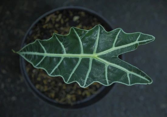 Alokazja / Alocasia - odpowiednia pielęgnacja