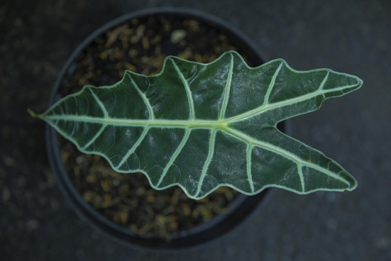 Alokazja / Alocasia - odpowiednia pielęgnacja