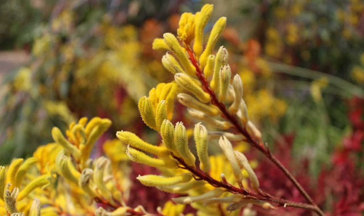 Anigozantos / Anigozanthos - zjawiskowa roślina doniczkowa!