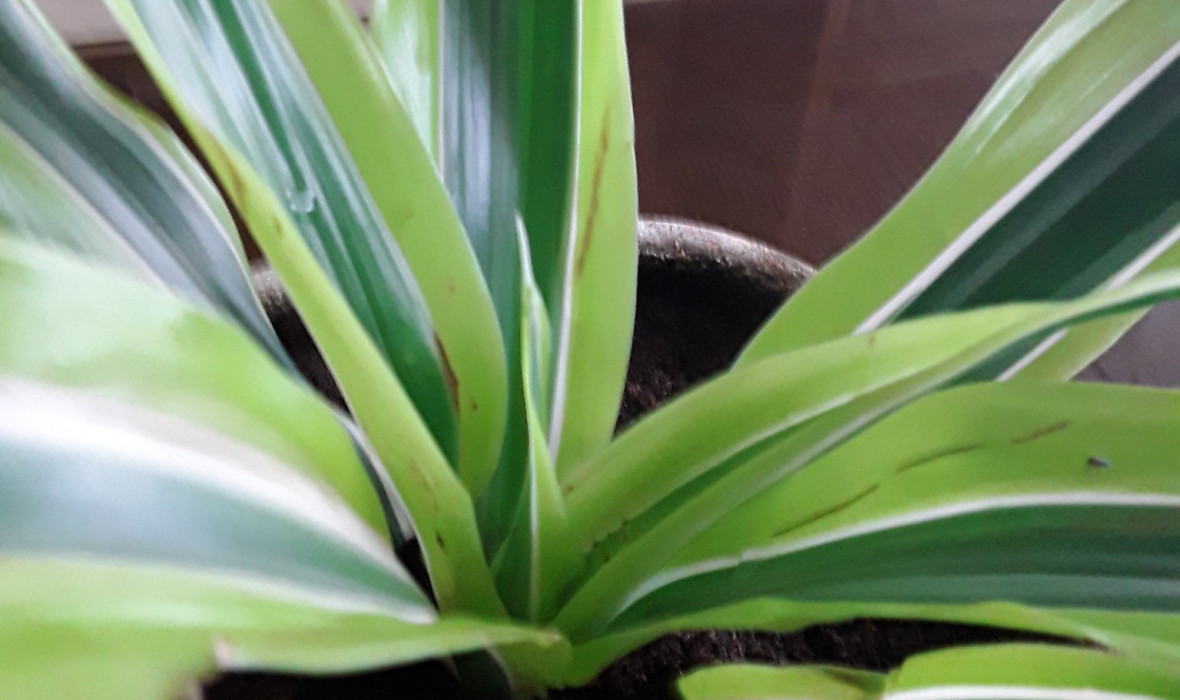 Dracena lemon-lime