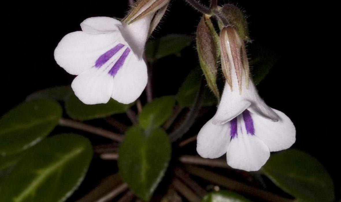 Chirita tamiana