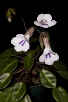 Chirita tamiana
