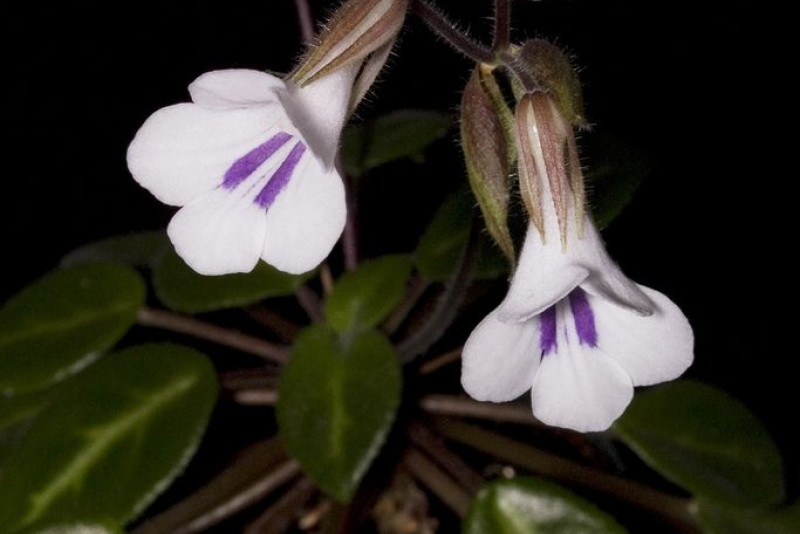 Chirita tamiana