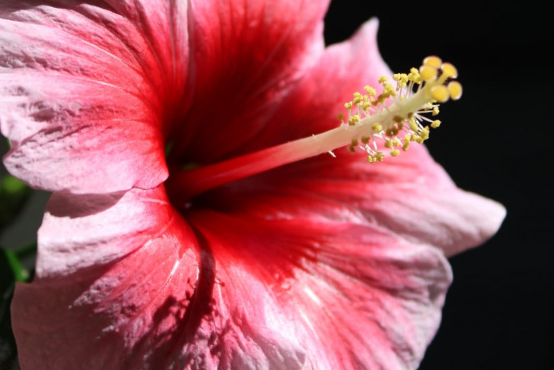 Hibiskus
