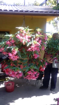 Begonia zwisająca