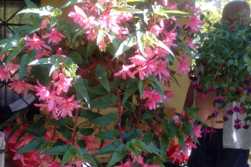 Begonia zwisająca