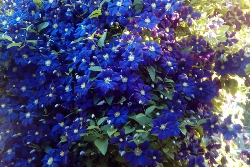 Clematis