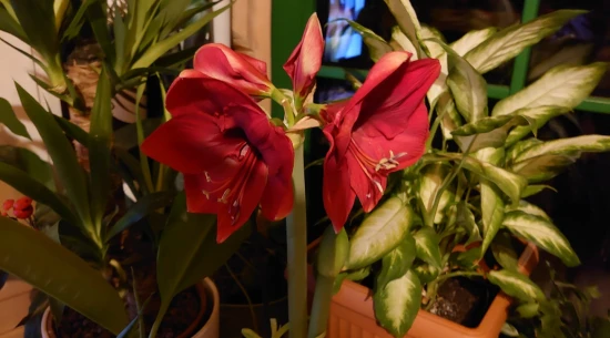Hippeastrum 'Royal Red'