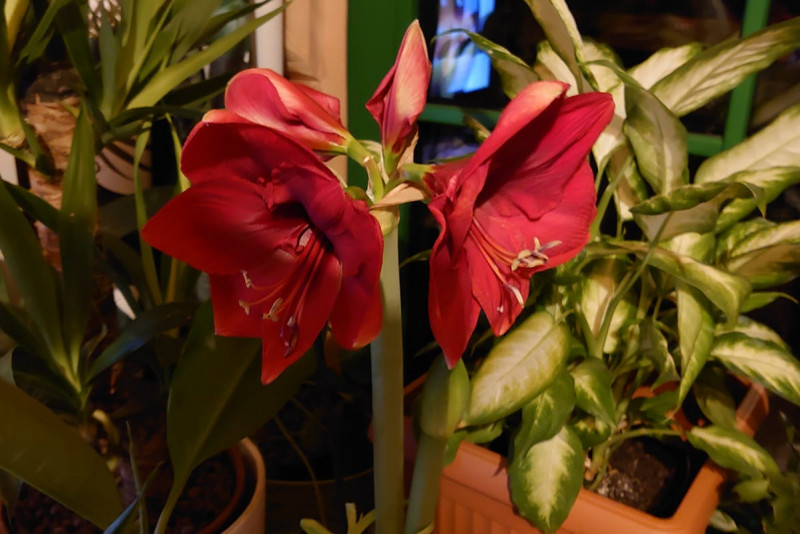 Hippeastrum 'Royal Red'