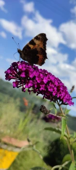 Budleja Davida