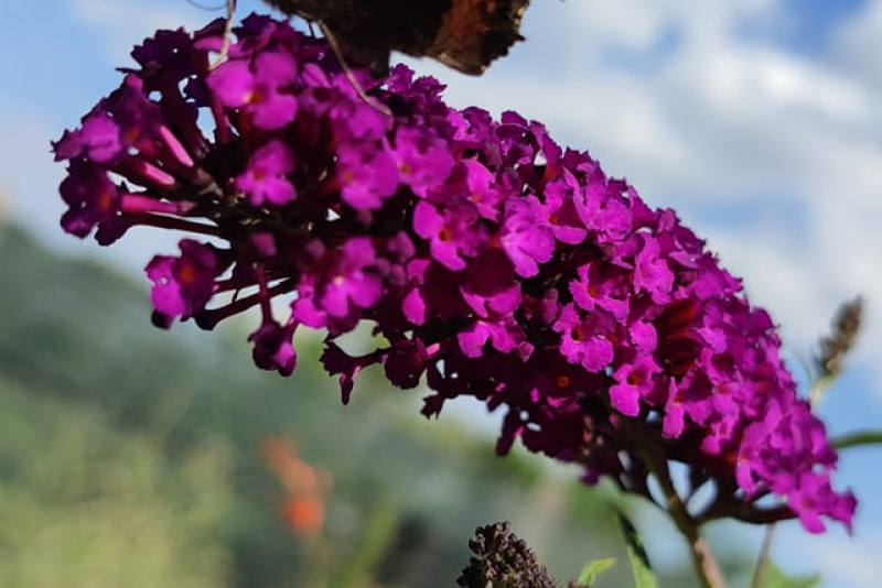 Budleja Davida