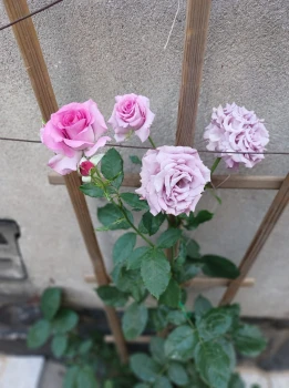 Róża Violette Perfume Pnąca