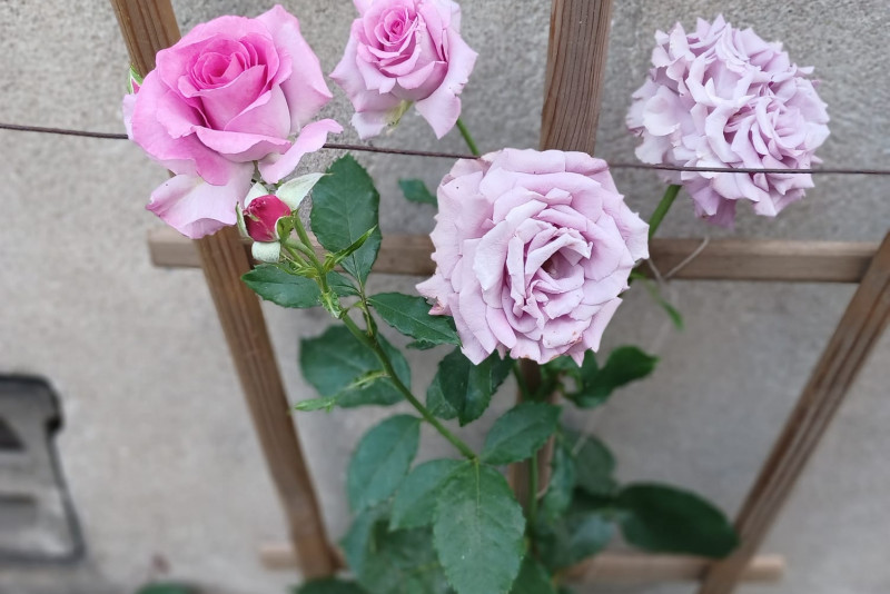 Róża Violette Perfume Pnąca