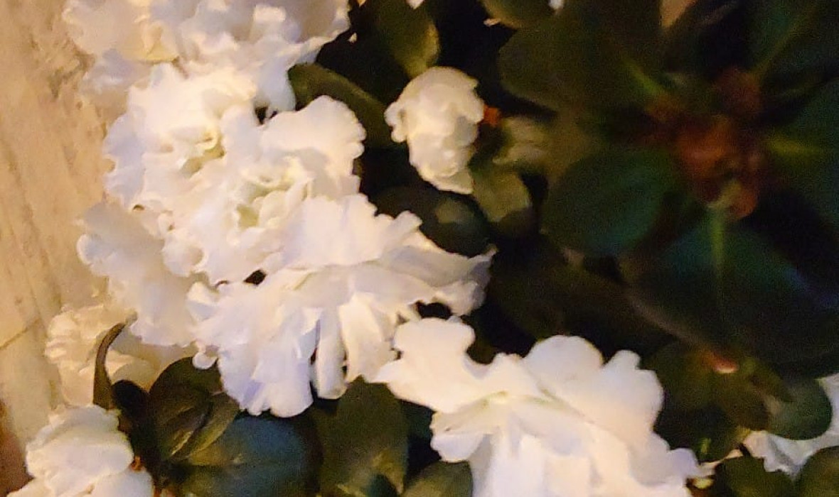 Rhododendron Simsii / Azalia Indyjska