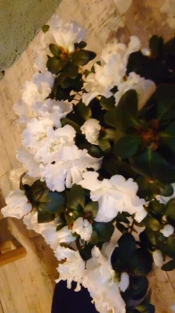 Rhododendron Simsii / Azalia Indyjska