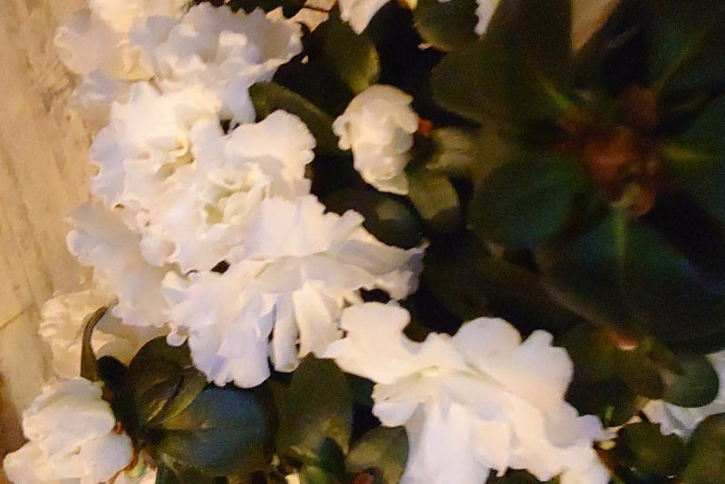 Rhododendron Simsii / Azalia Indyjska