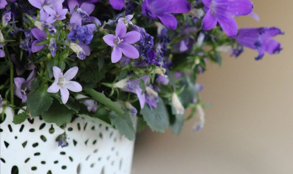 Dzwonek campanula