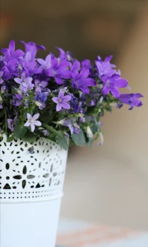 Dzwonek campanula