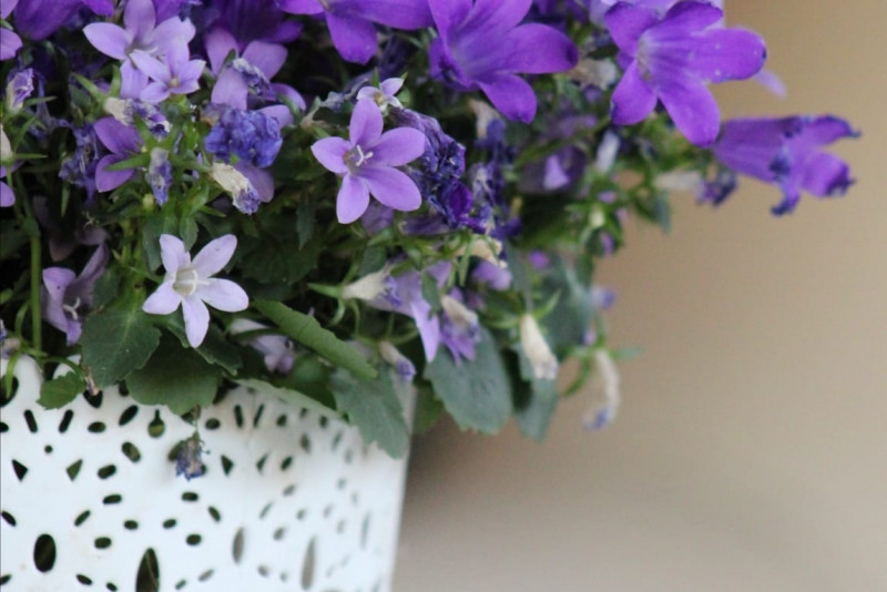 Dzwonek campanula