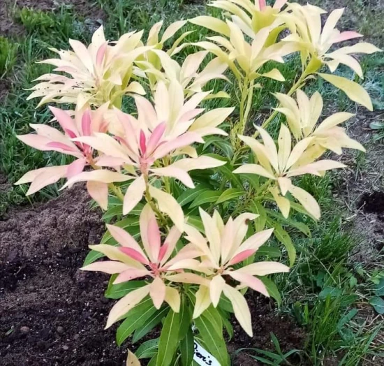 Pieris