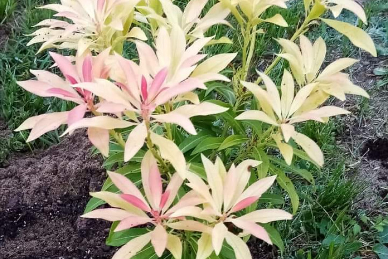 Pieris