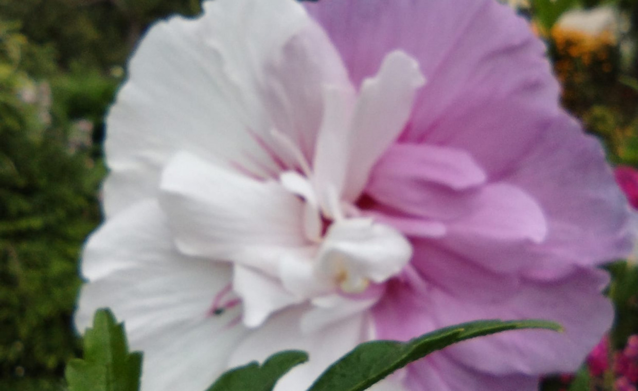 Hibiskus