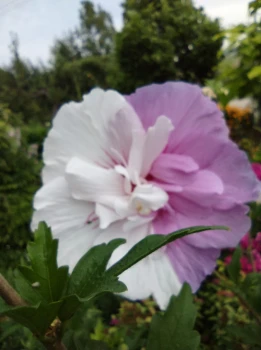 Hibiskus
